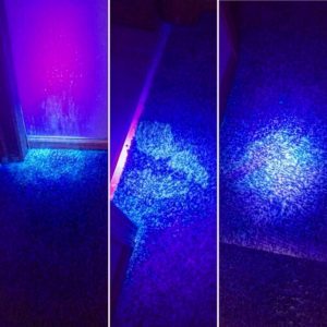 Black Light Inspection - Stain Removal Chicago - Carpet Cleaning