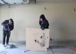 Mold Remediation Chicago