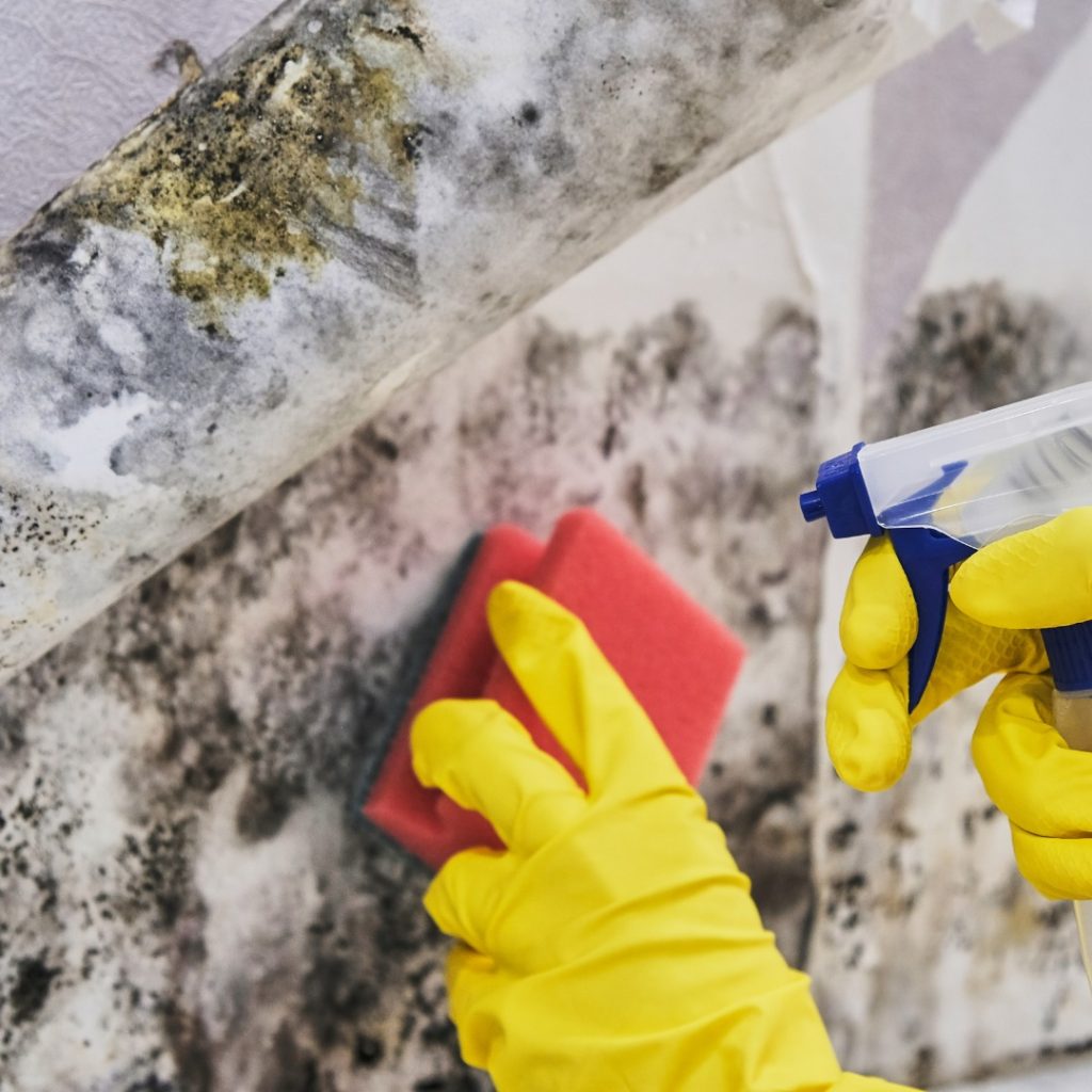 mold speciality cleaning service